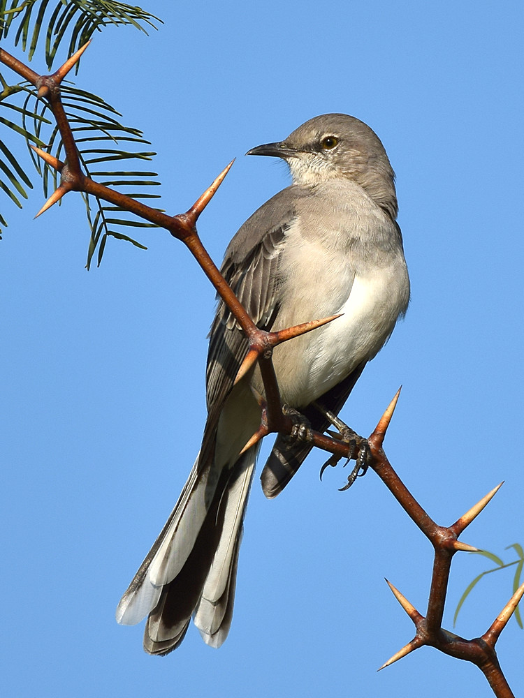 Mockingbird.jpg