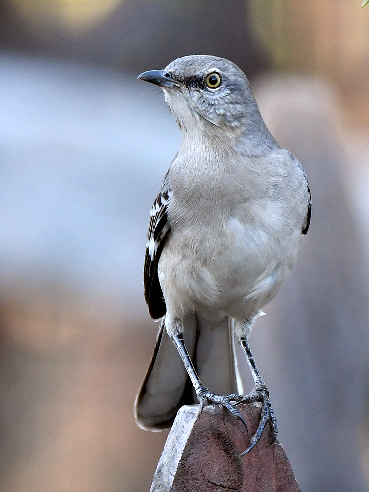 Mockingbird.jpg