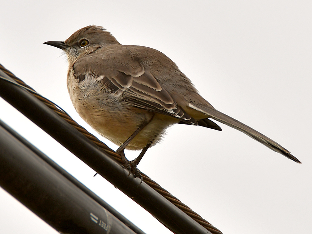 Mockingbird.jpg