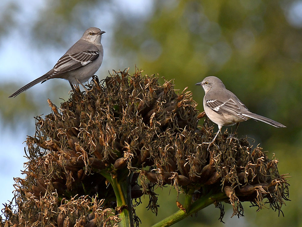 Mockingbird.jpg