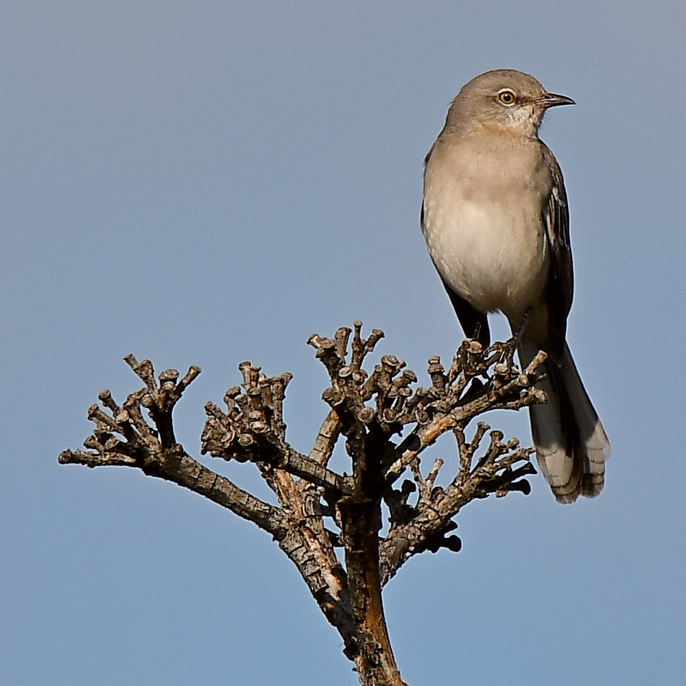 Mockingbird.jpg