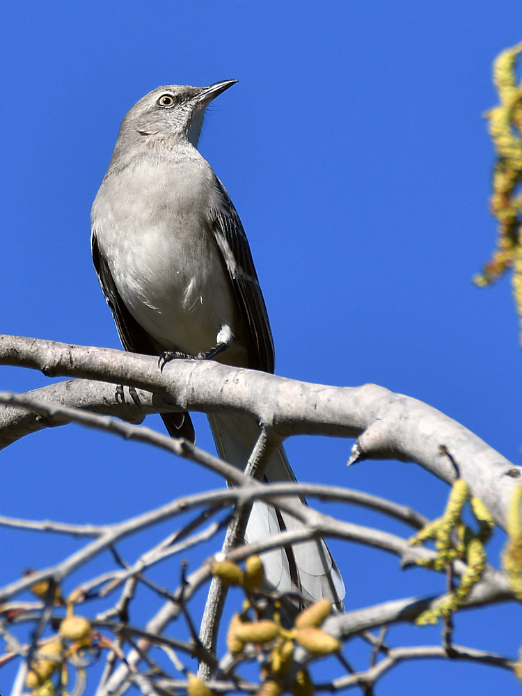 Mockingbird.jpg