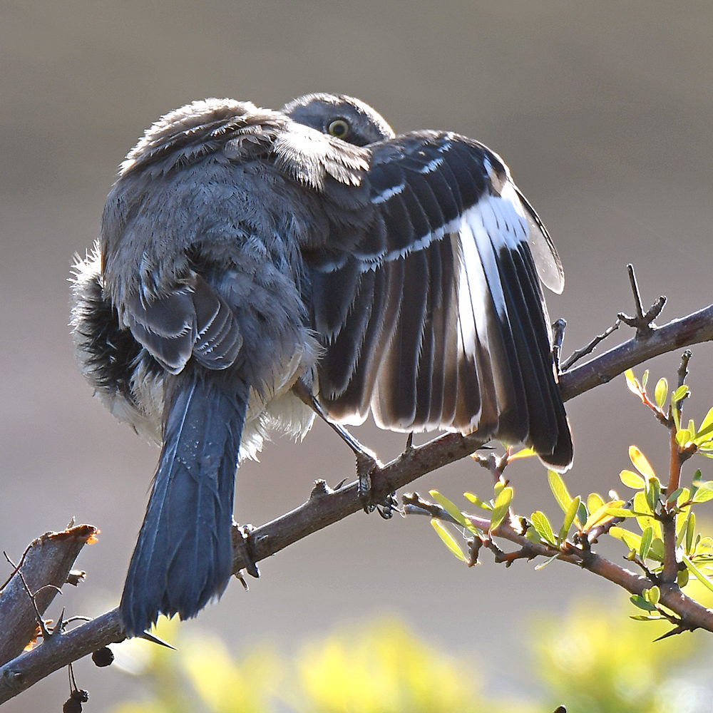 Mockingbird.jpg