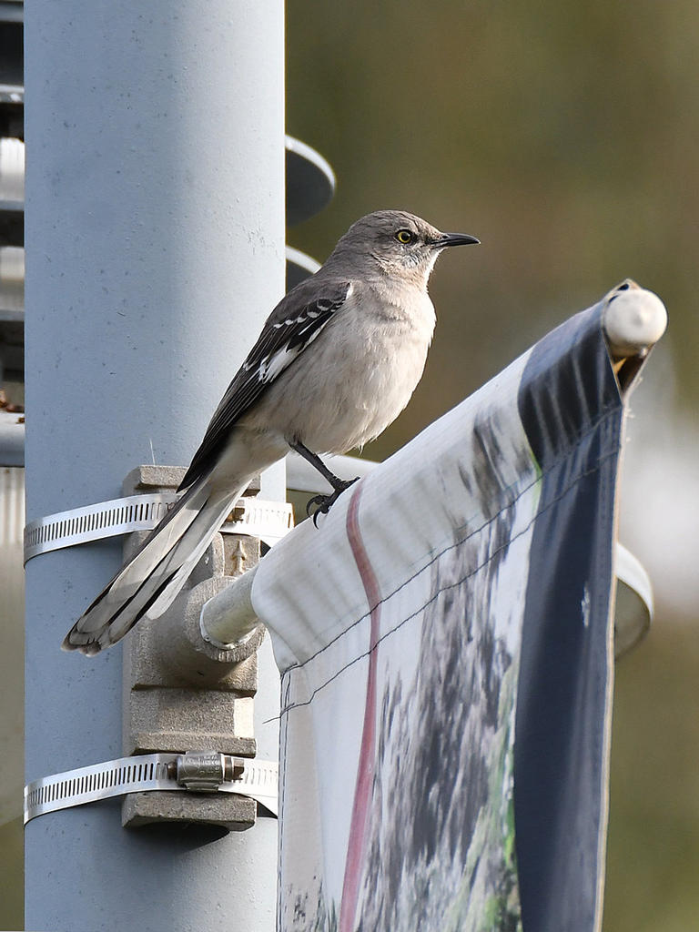 Mockingbird.jpg