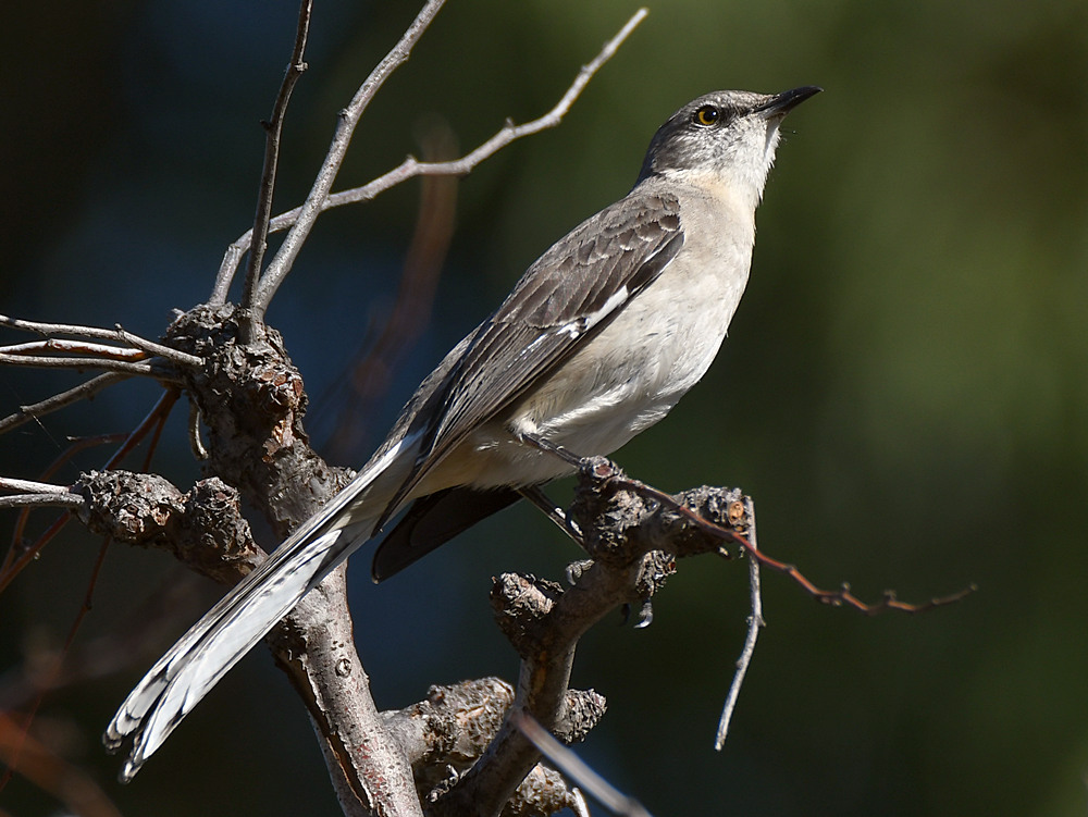 Mockingbird.jpg