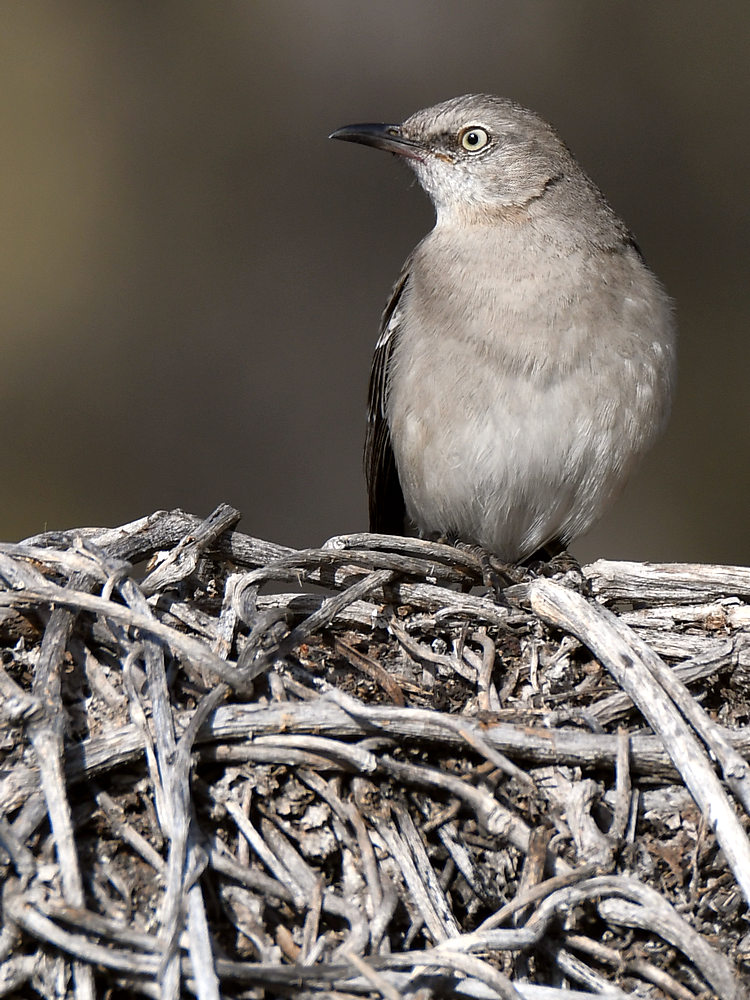 Mockingbird.jpg