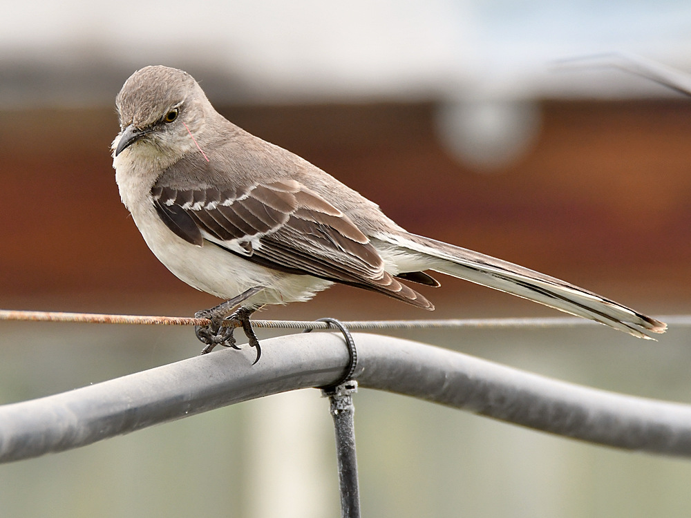 Mockingbird.jpg