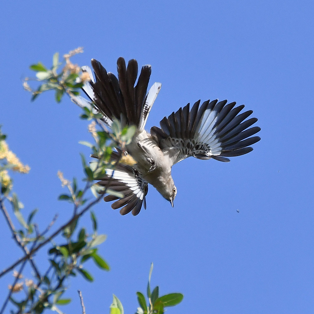Mockingbird.jpg