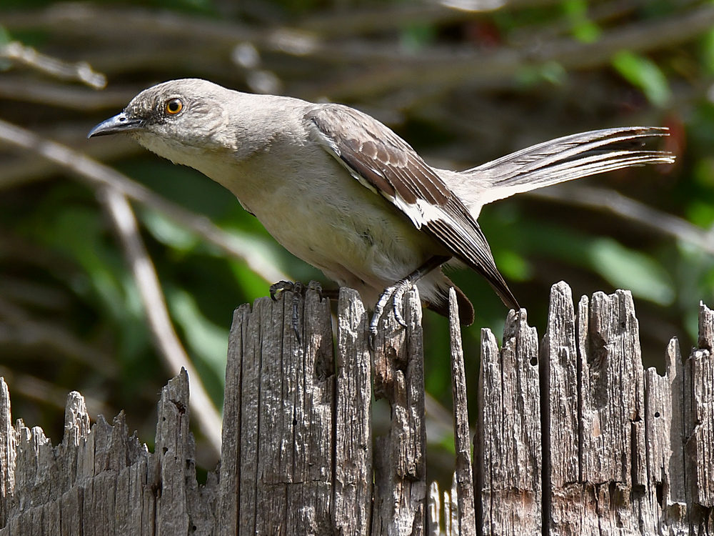 Mockingbird.jpg