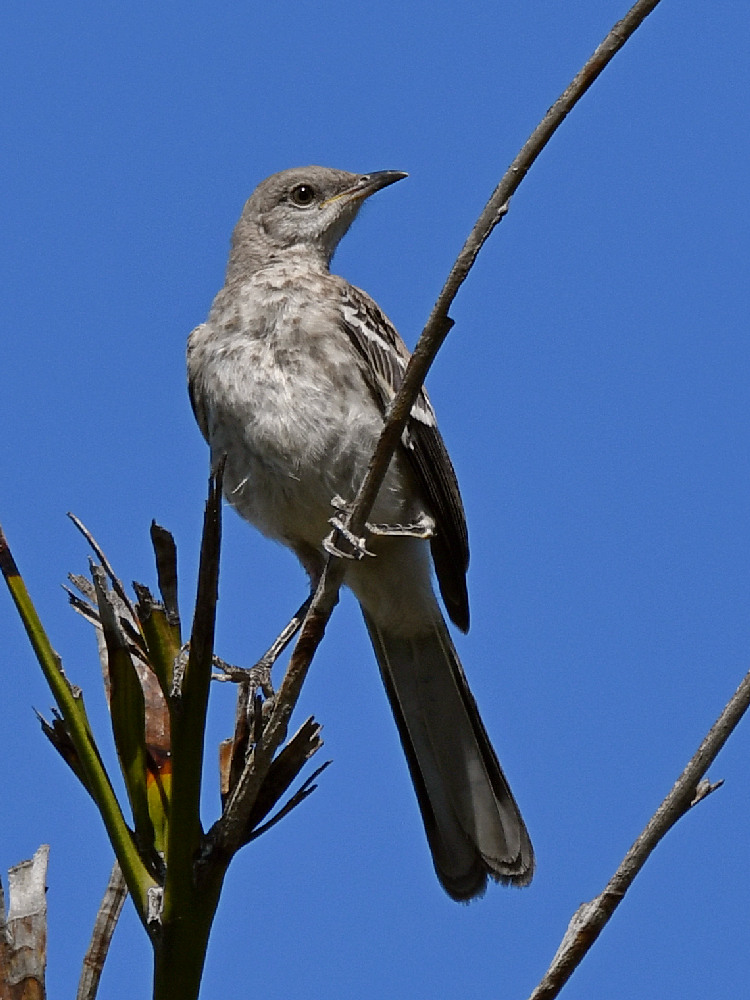 Mockingbird.jpg