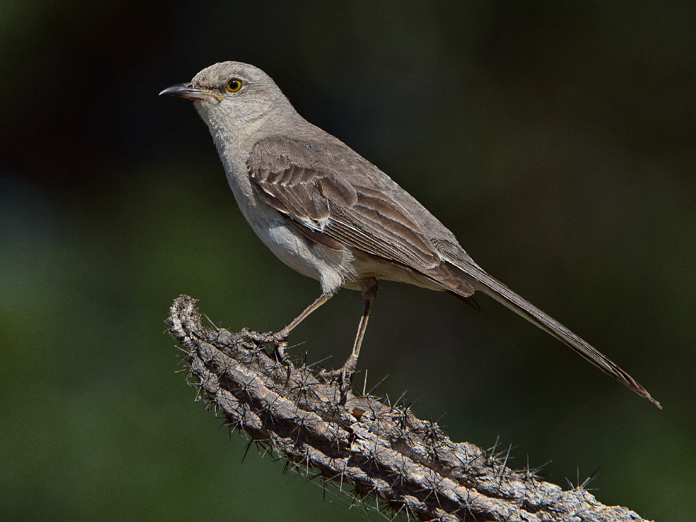 Mockingbird.jpg