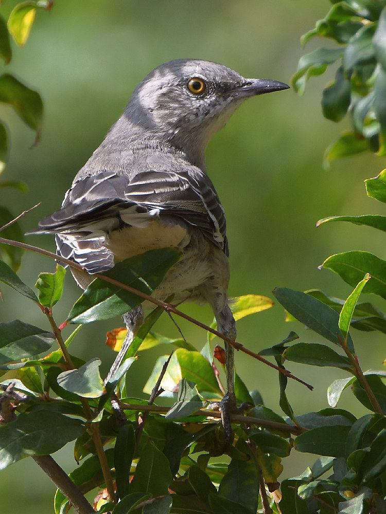 Mockingbird.jpg
