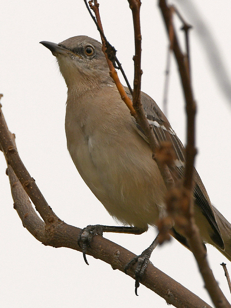 Mockingbird.jpg