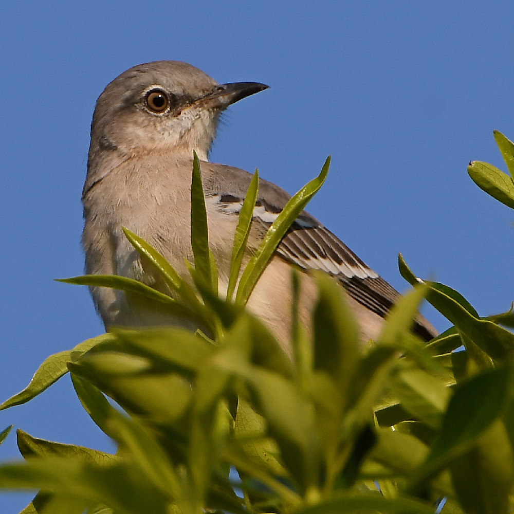 Mockingbird.jpg
