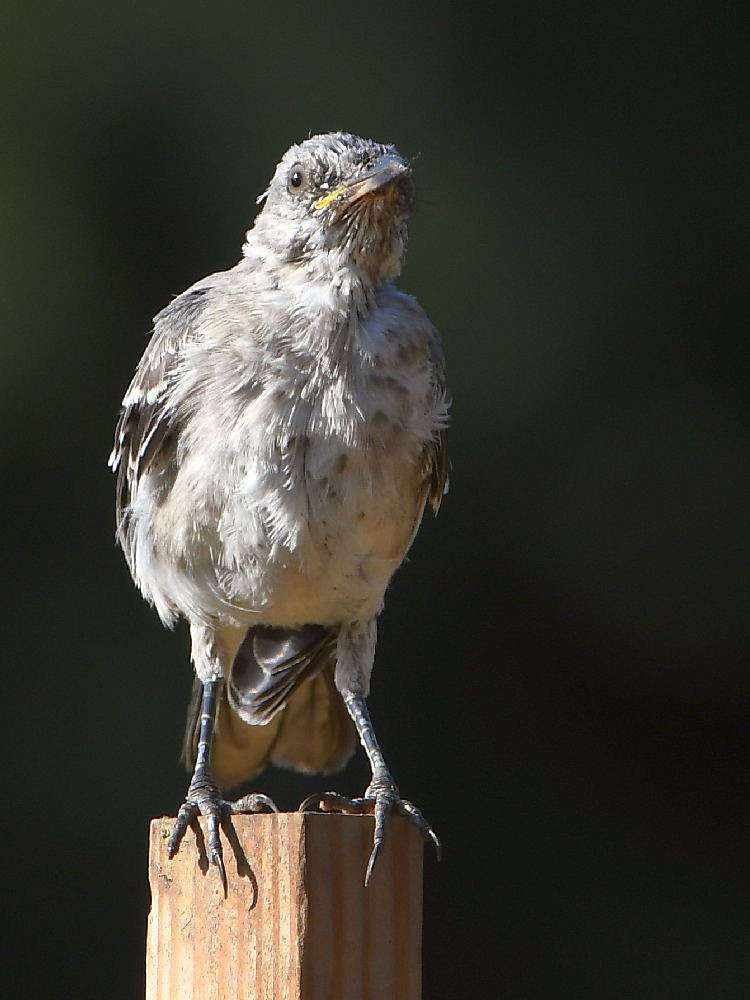 Mockingbird.jpg