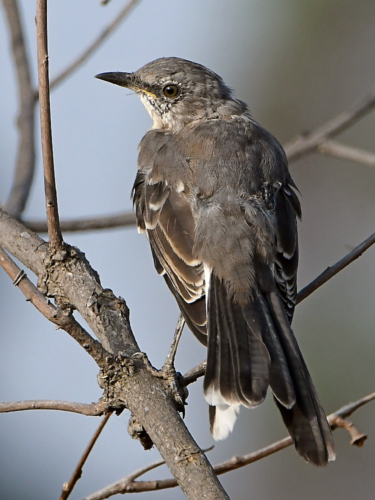 Mockingbird.jpg
