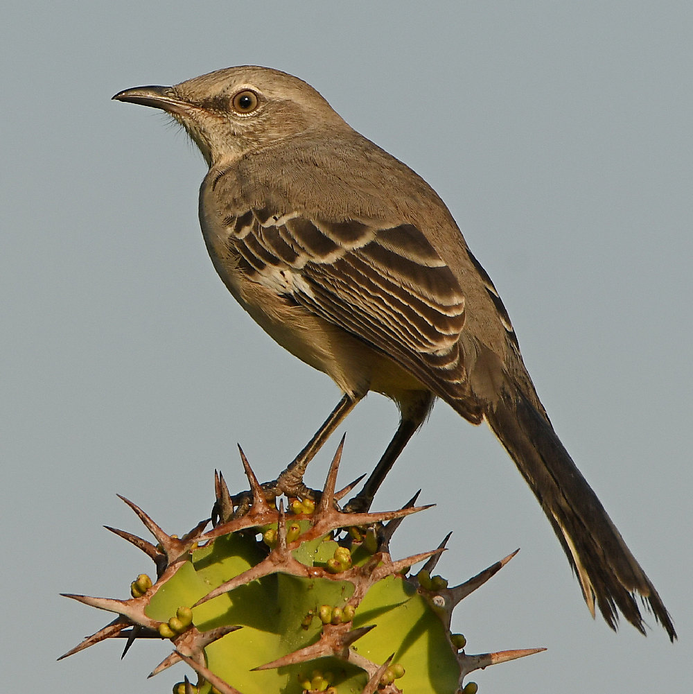 Mockingbird.jpg