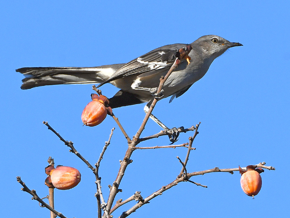 Mockingbird.jpg