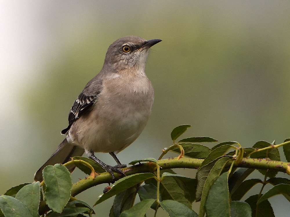 Mockingbird.jpg