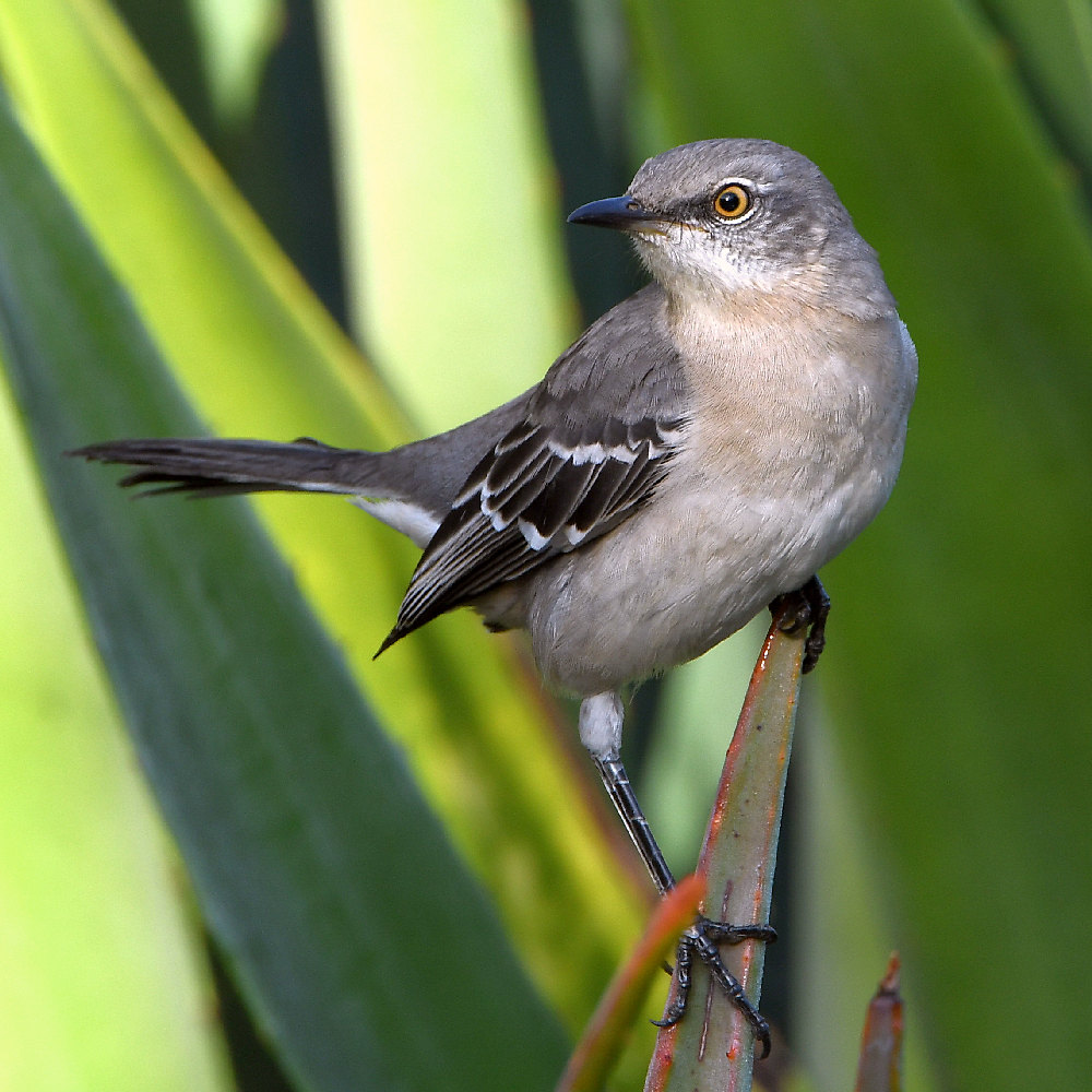 Mockingbird.jpg