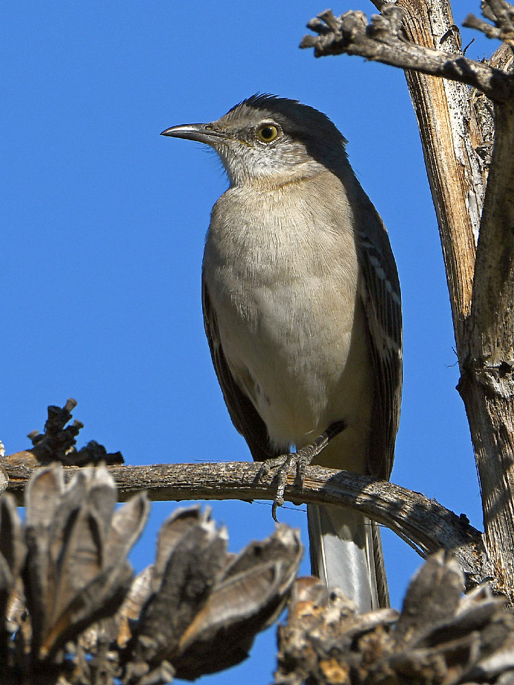 Mockingbird.jpg