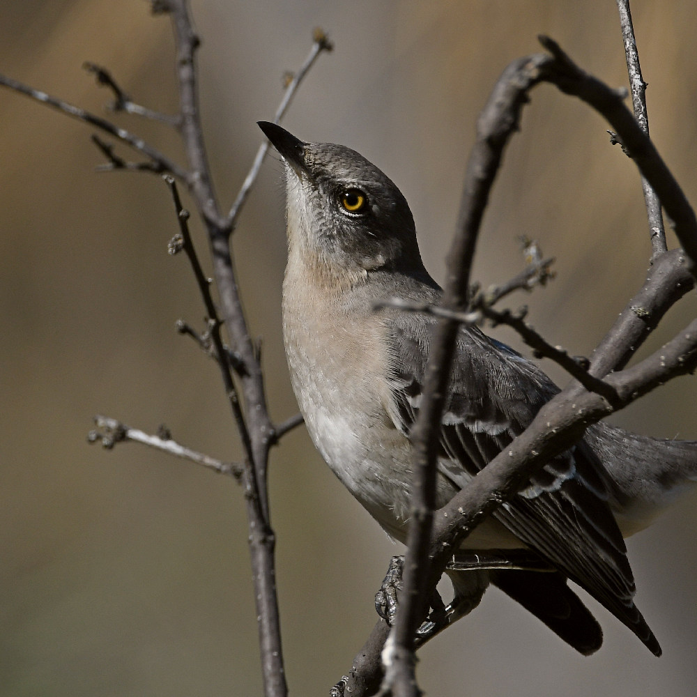 Mockingbird.jpg