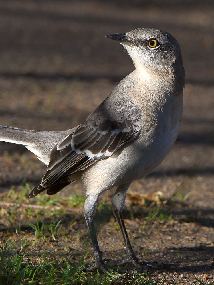 Mockingbird.jpg