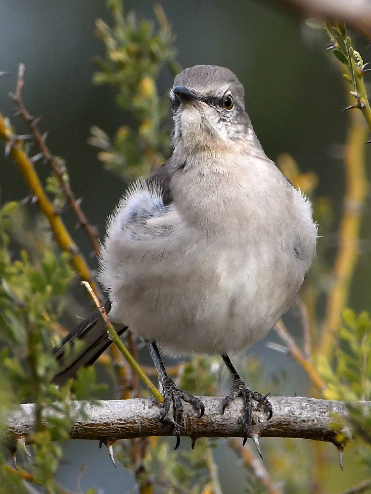 Mockingbird.jpg
