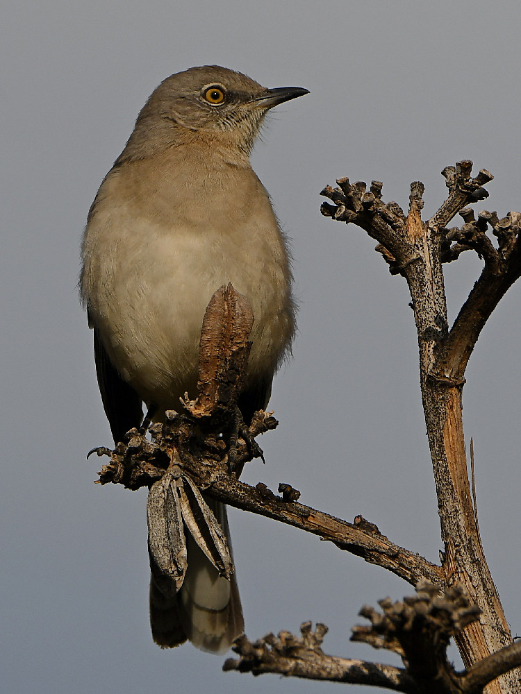 Mockingbird.jpg