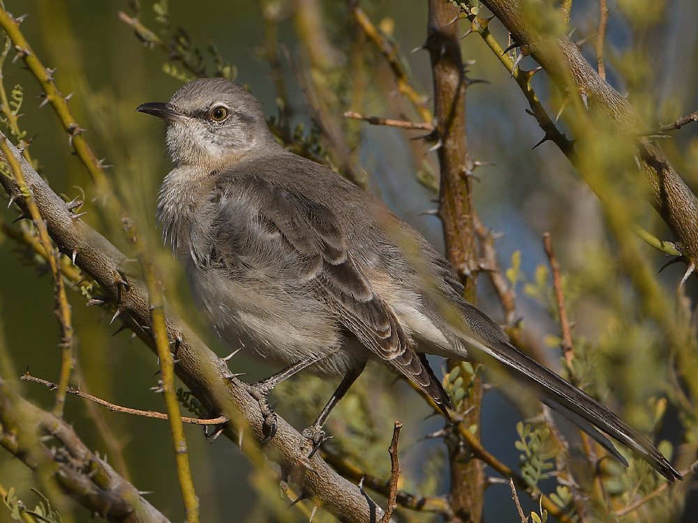 Mockingbird.jpg