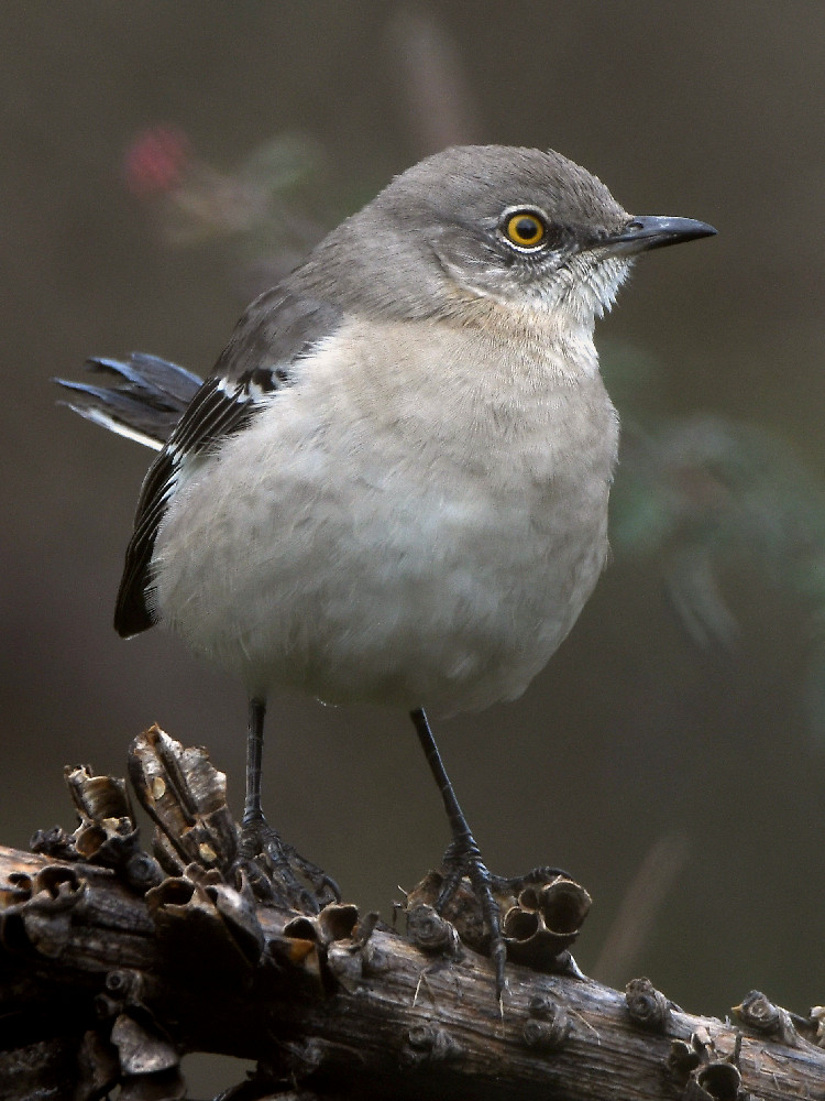 Mockingbird.jpg