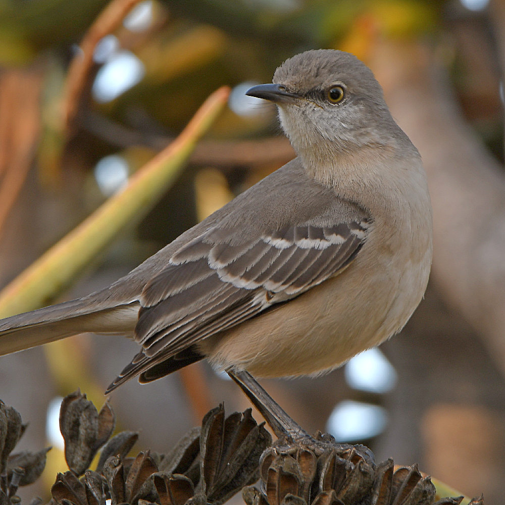 Mockingbird.jpg