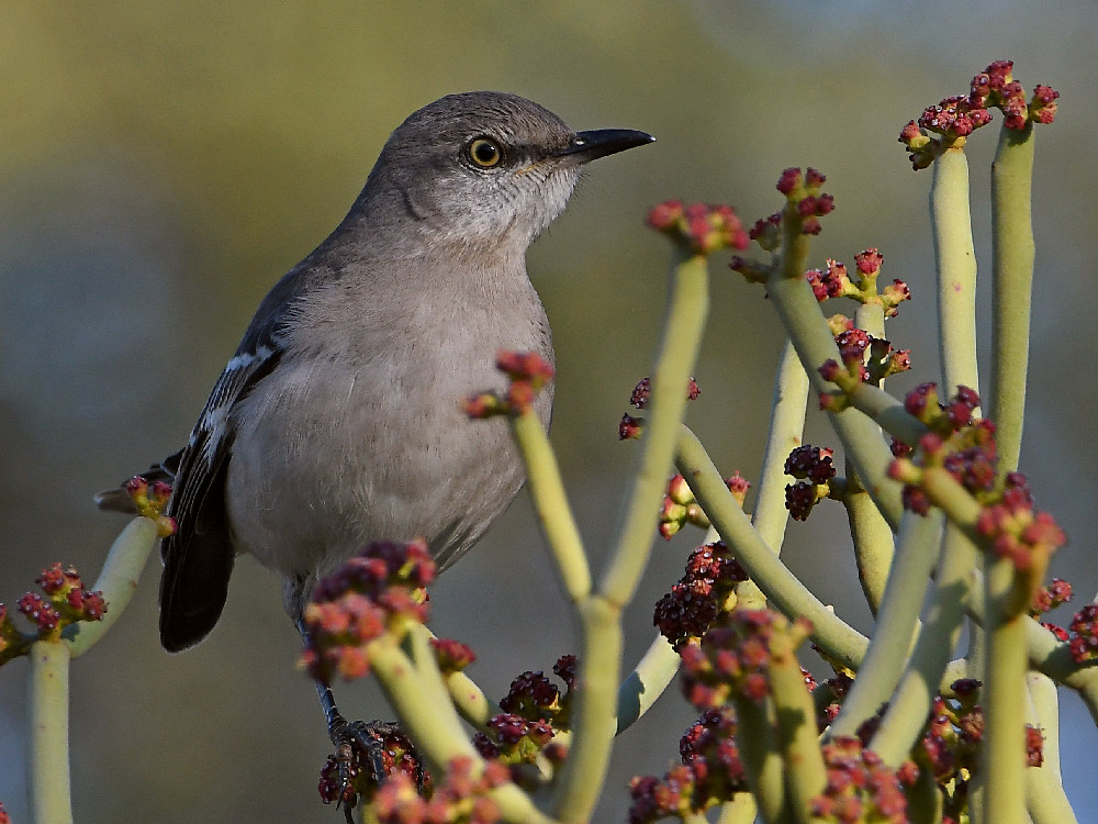 Mockingbird.jpg