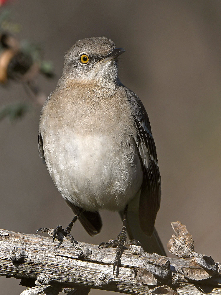 Mockingbird.jpg