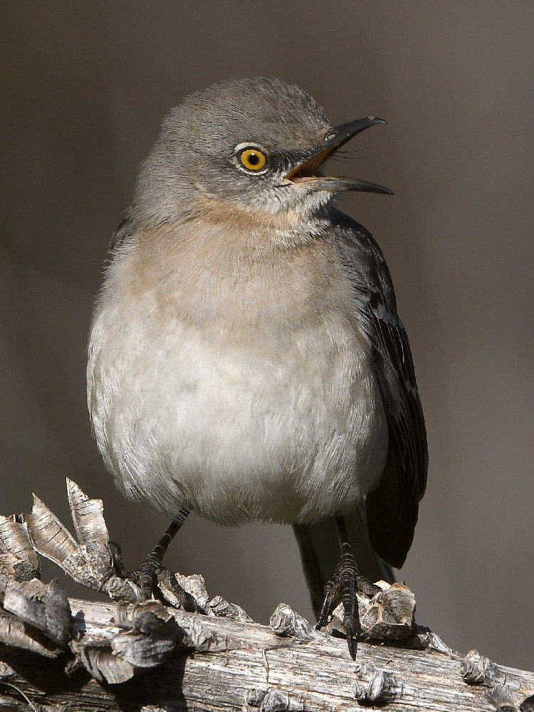 Mockingbird.jpg