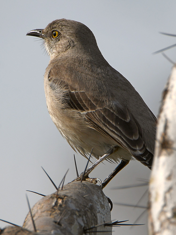 Mockingbird.jpg