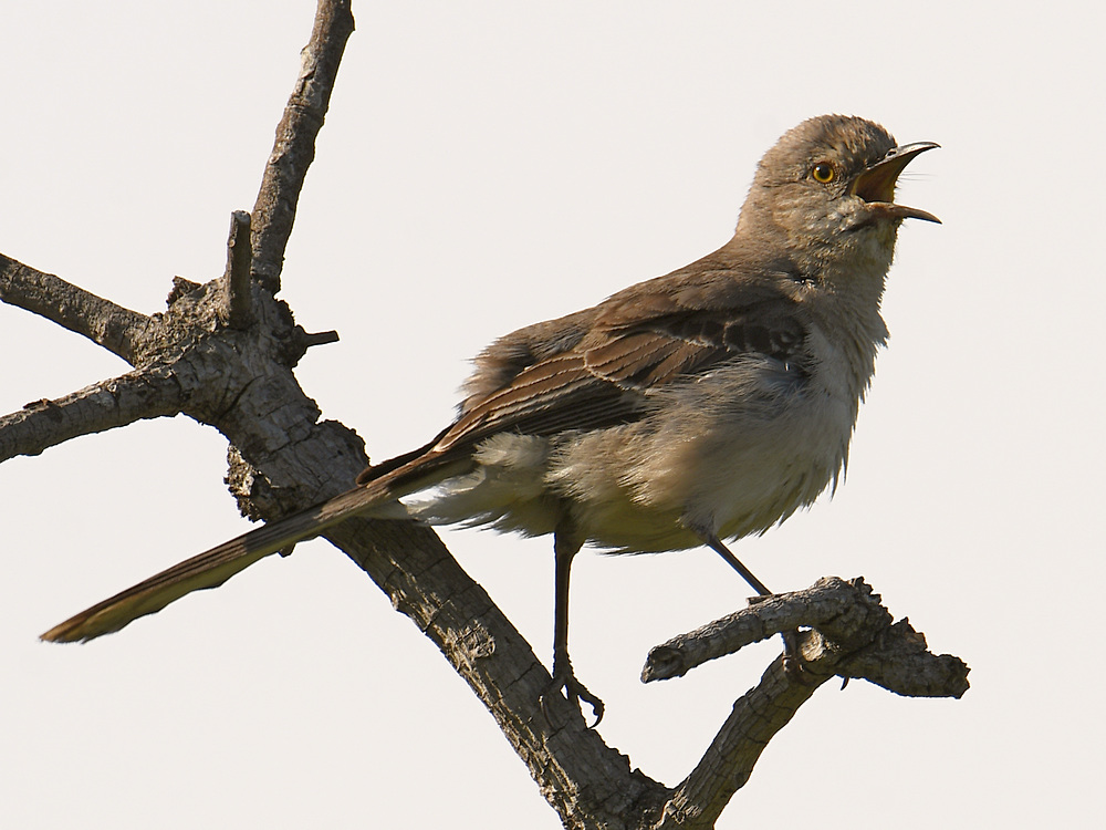 Mockingbird.jpg