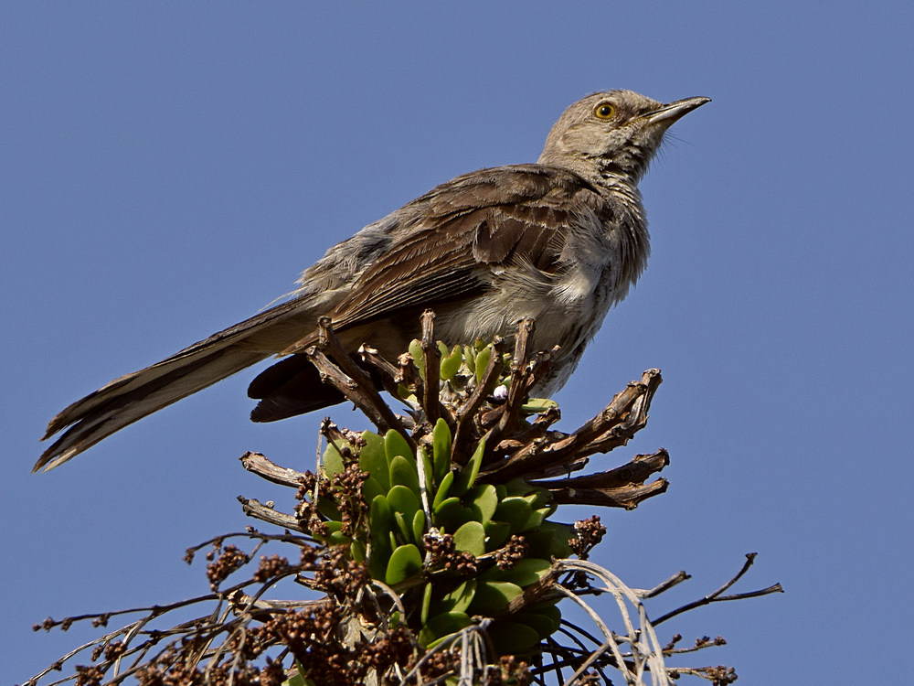 Mockingbird.jpg