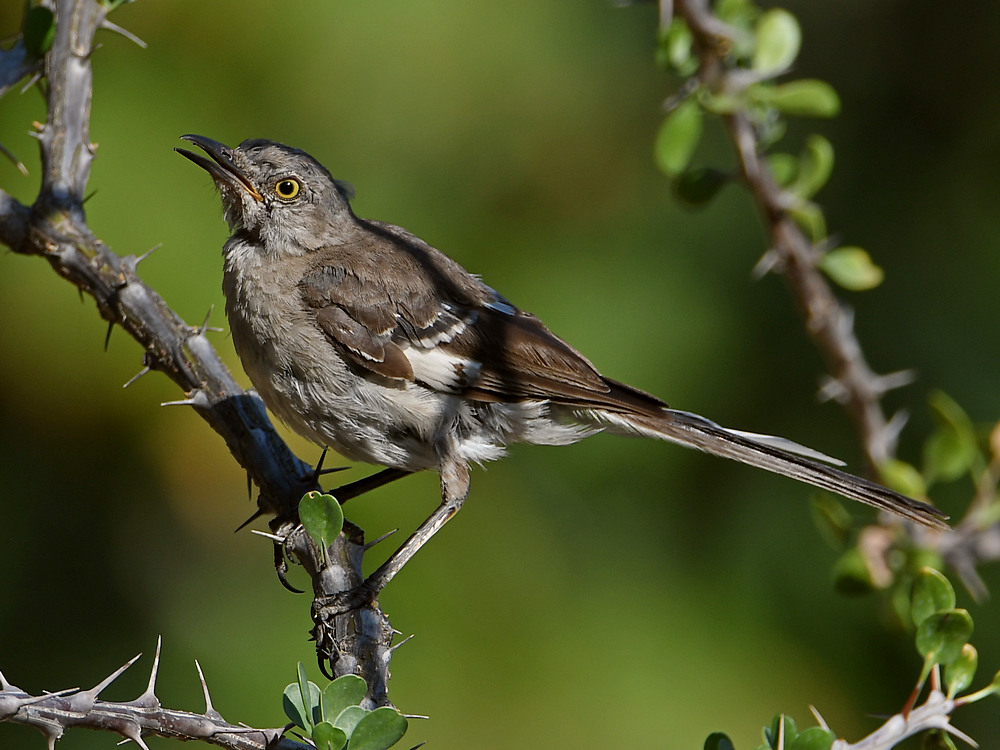 Mockingbird.jpg