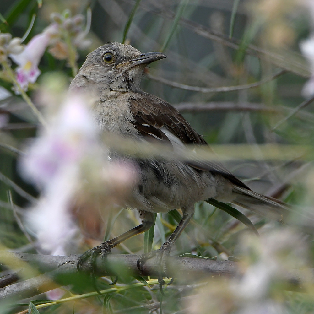 Mockingbird.jpg