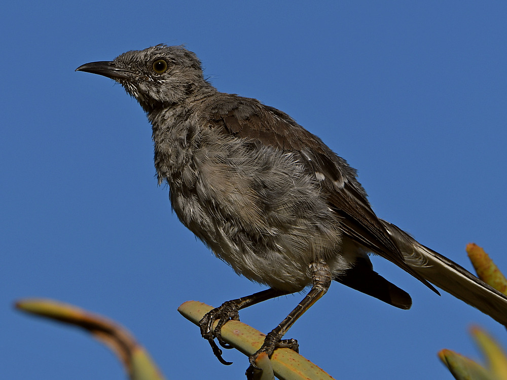 Mockingbird.jpg