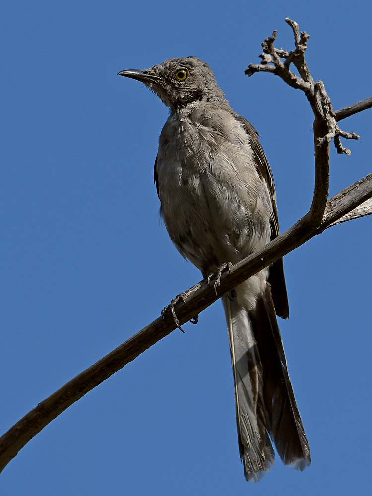 Mockingbird.jpg