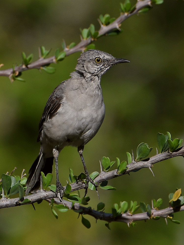 Mockingbird.jpg