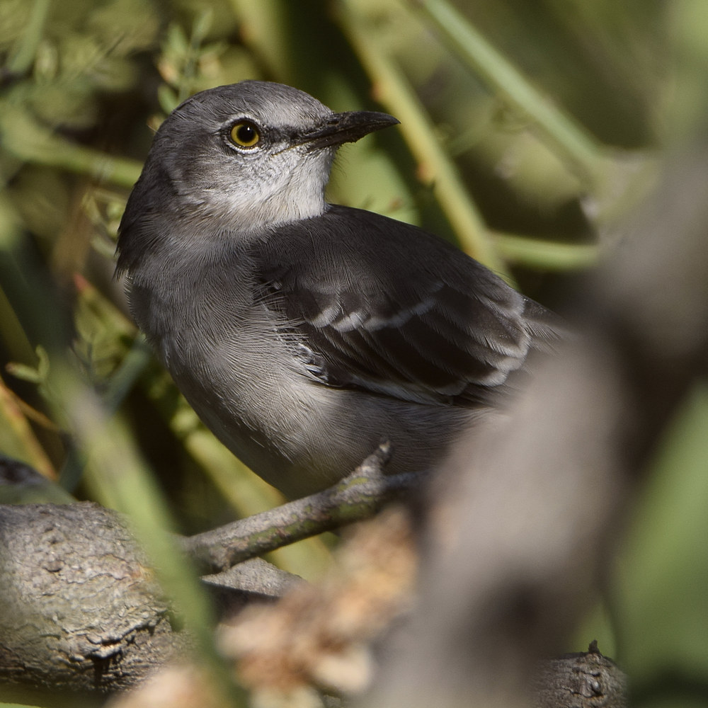 Mockingbird.jpg