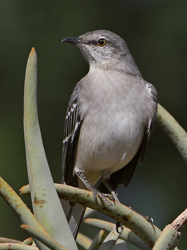 Mockingbird.jpg