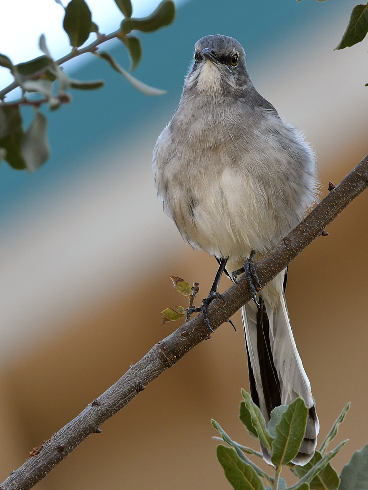 Mockingbird.jpg