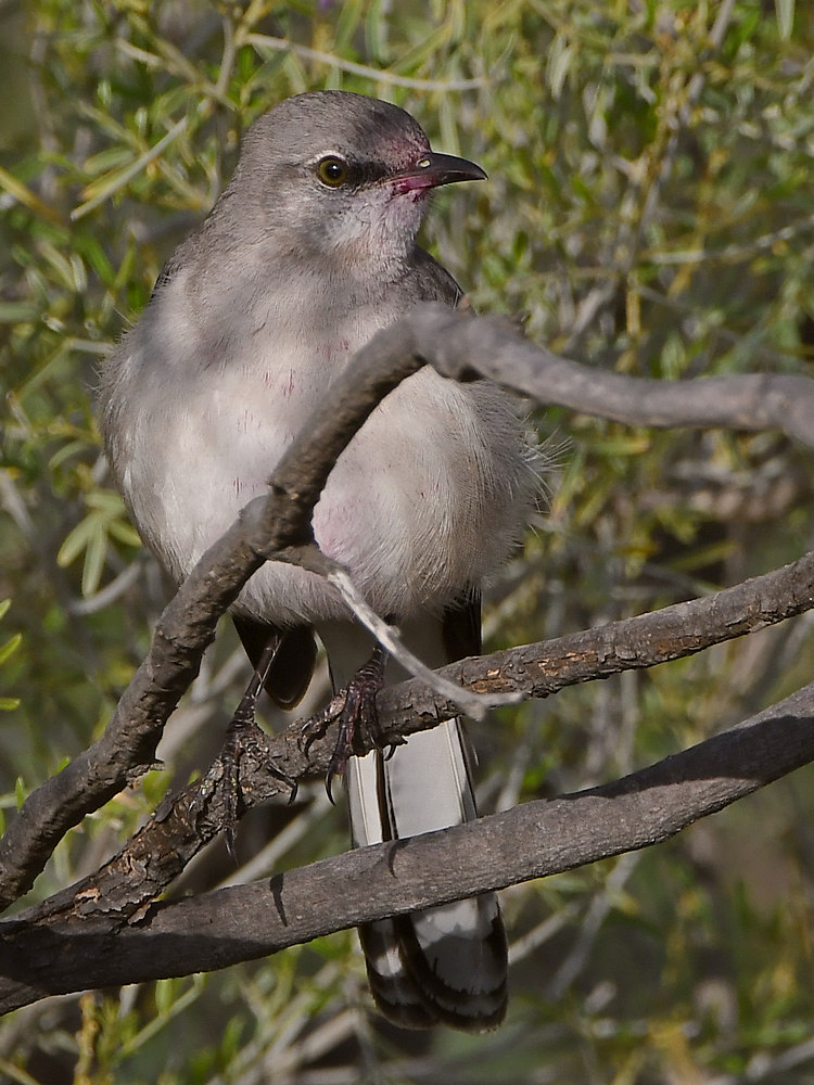 Mockingbird.jpg