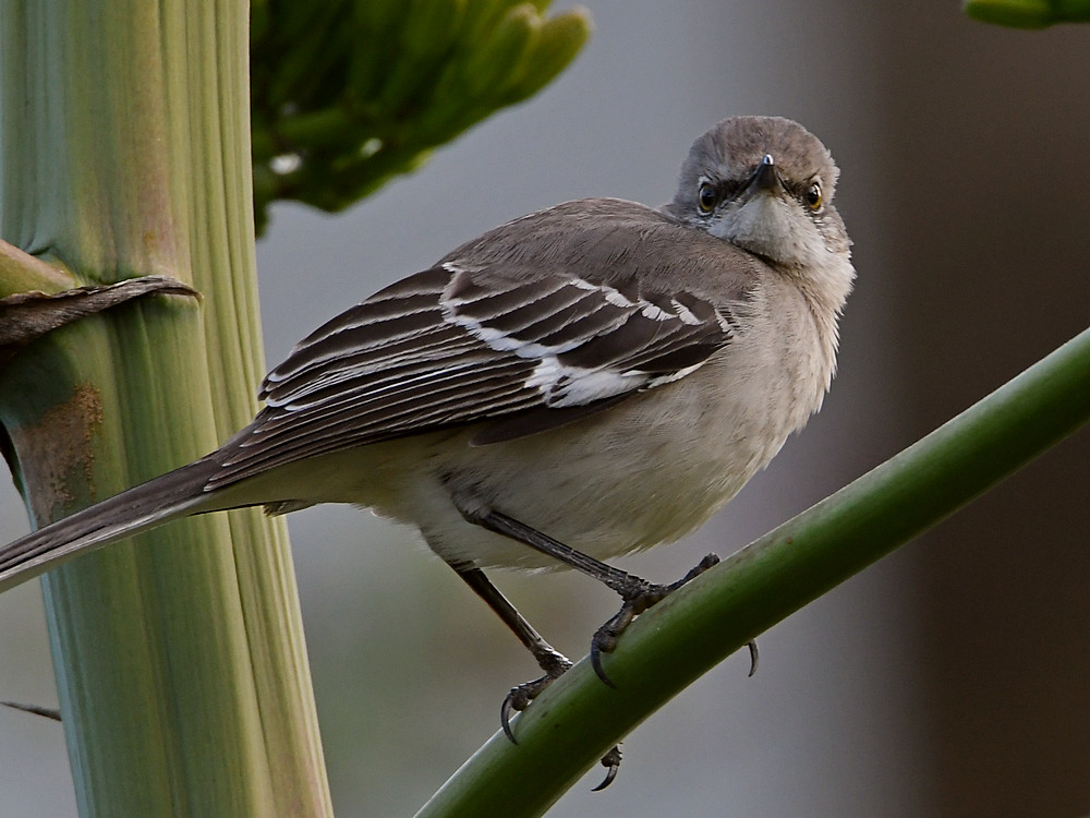 Mockingbird.jpg