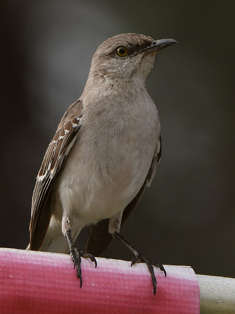 Mockingbird.jpg