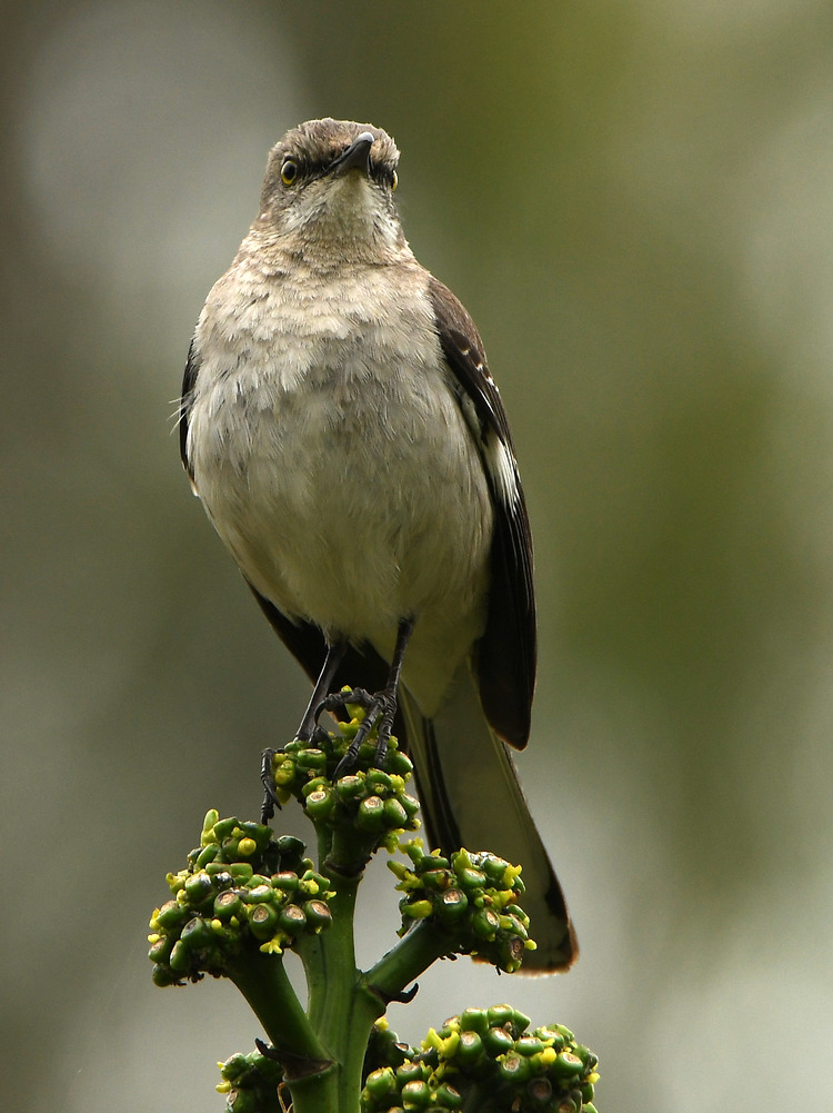 Mockingbird.jpg
